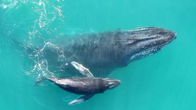 Uvita: Humpback Whales Wildlife Watching - Photo 2 (Gallery view)