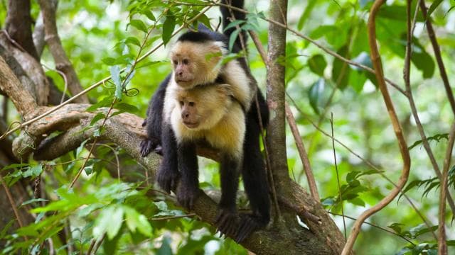Rincón de la Vieja: One-Day Nature Tour - Dominican Republic