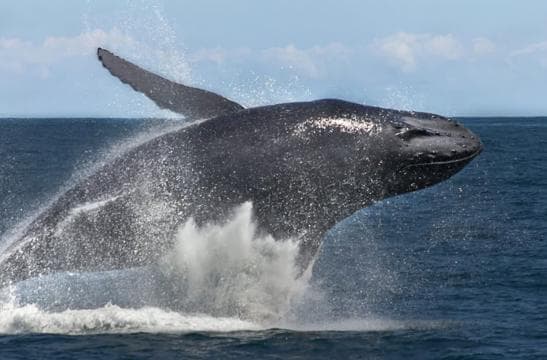 Samana: Bay of Samana Whale Watching Experience - Photo 3 (Gallery view)