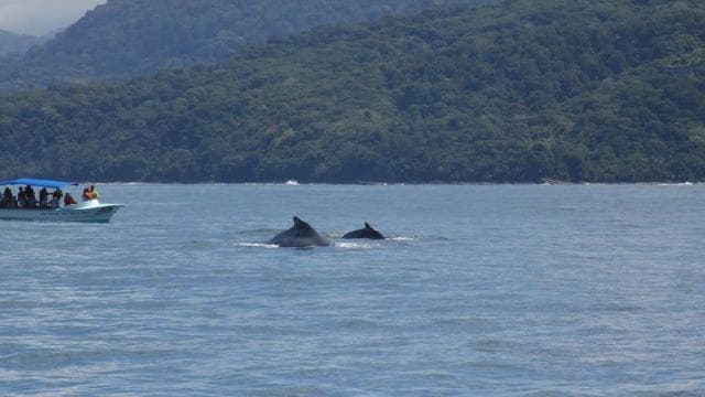 Uvita: Marino Ballena National Park Whale/Dolphin Watching - Photo 3 (Gallery view)