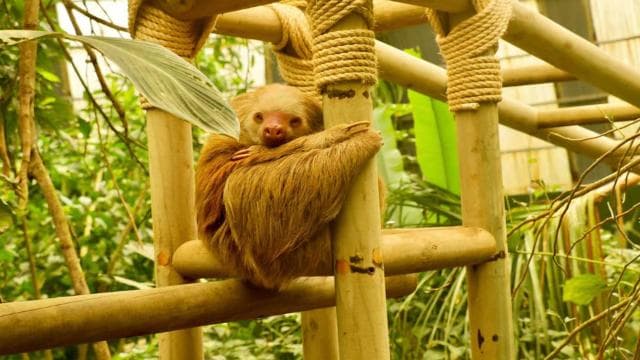 Monteverde: puentes colgantes, perezosos y mariposas - Photo 2 (Gallery view)