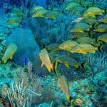 Байяибе: подводное плавание с маской и трубкой – море, парк Котубанама и сеноты - Photo 5 (Gallery view)