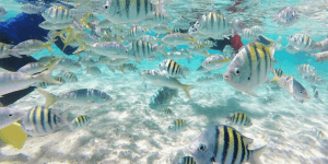 Cayo Arena: Paradise Island Tour Sosua o Cabarete - Dominican Republic