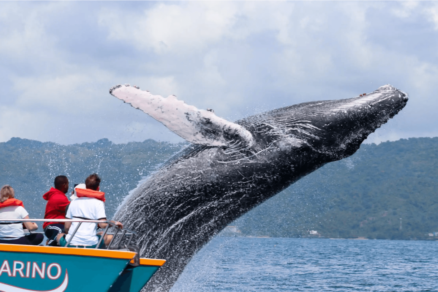 Whale Watching from Bayahibe: Half-Day Tour Guide - Photo 3 (Gallery view)