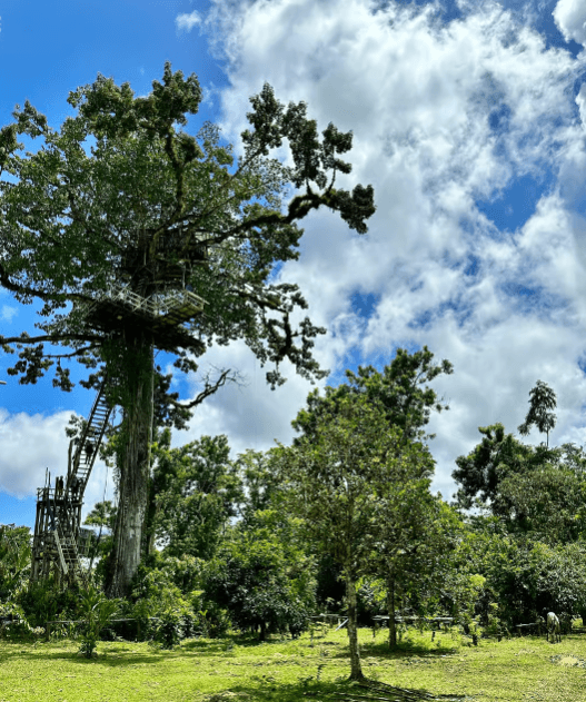 Punta Cana: 3-in-1 Adventure Haitises Park Waterfall Montaña - Photo 4 (Gallery view)