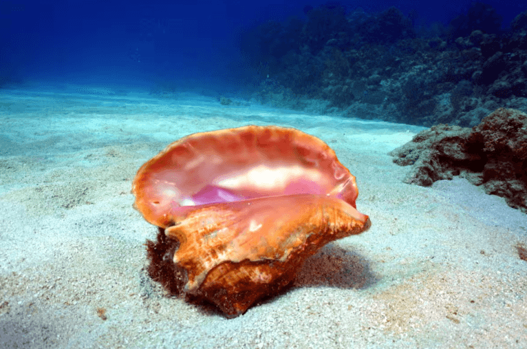 Bay of Pigs Scuba Diving Activity - Dominican Republic