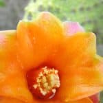 Santo Domingo: Natural Treasures of the City - Photo 2 (Gallery view)