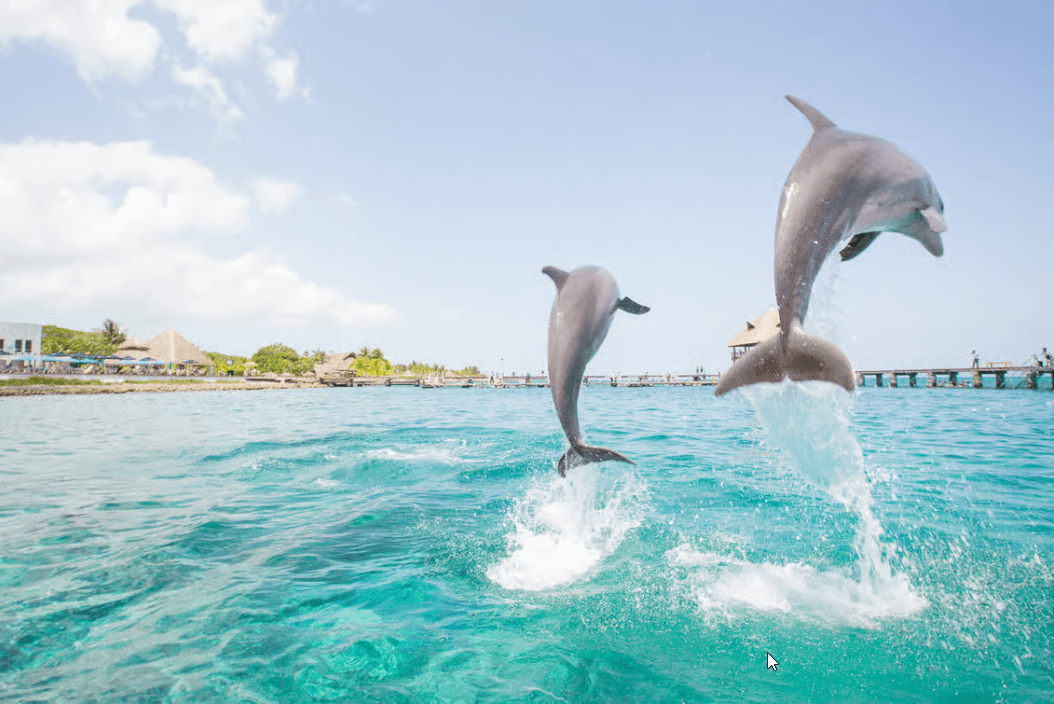 Punta Cana: Dolphin Explorer Swims and Interactions - Dominican Republic