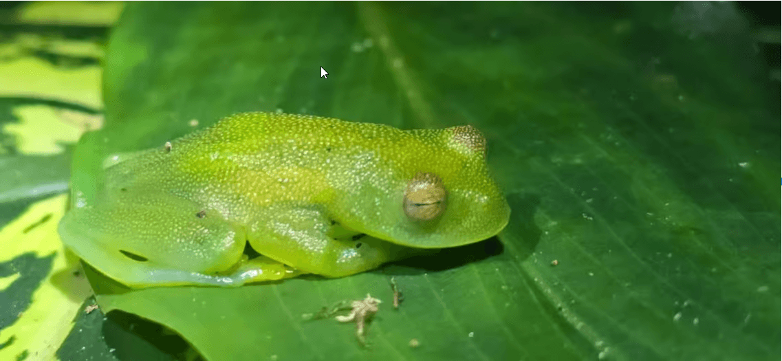 Monteverde: Night Walk with Guide and Flashlights - Photo 5 (Gallery view)