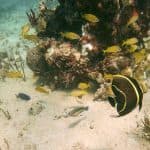 Punta Cana y bayahibe : Catalina Island with Snorkeling - Photo 2 (Gallery view)