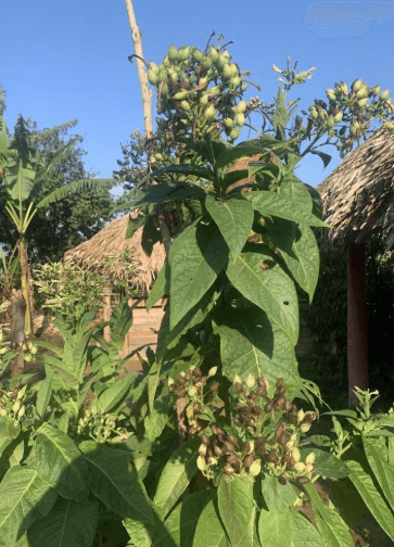 Viñales Tobacco Tour - Photo 2 (Gallery view)