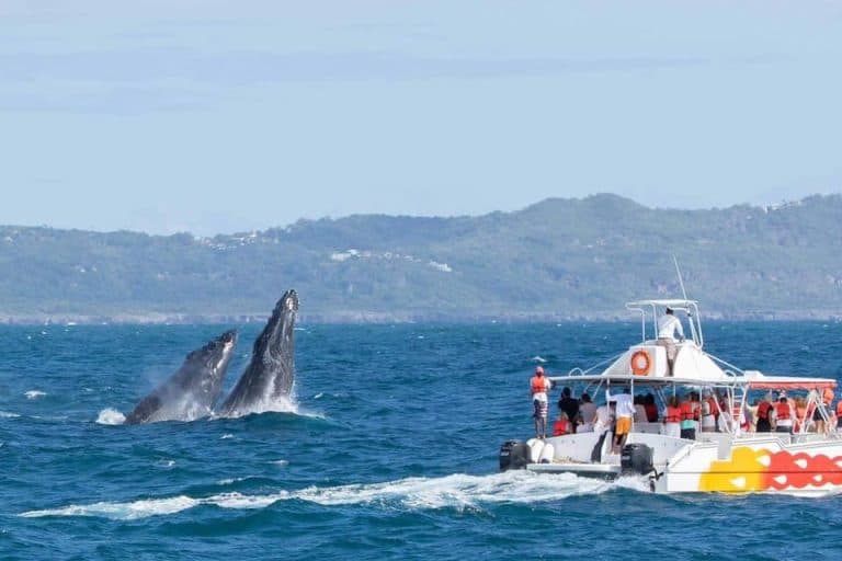 Samana: Bay of Samana Whale Watching Experience - Photo 3 (Gallery view)