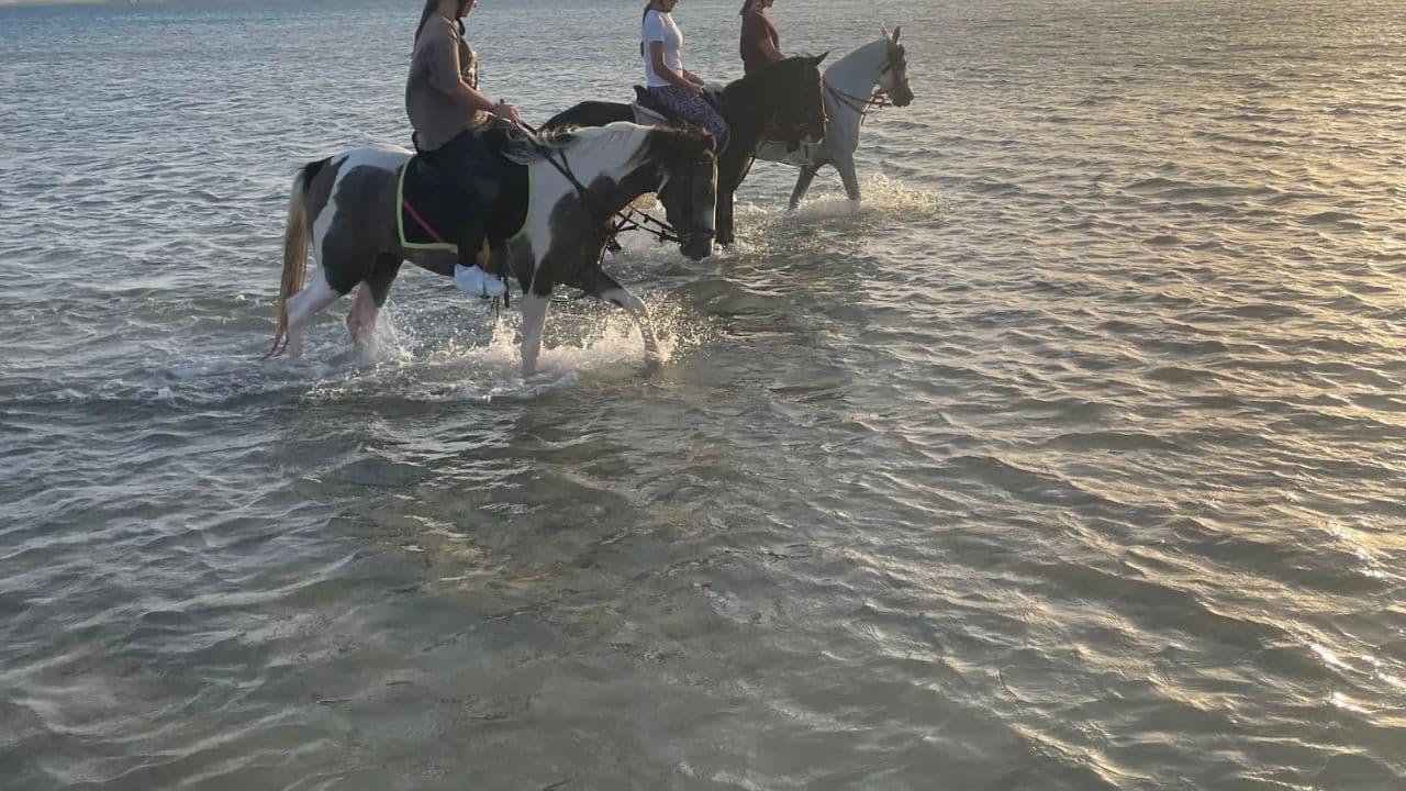 2hour horseback riding adventure on the beach jungle & river - Photo 2 (Gallery view)