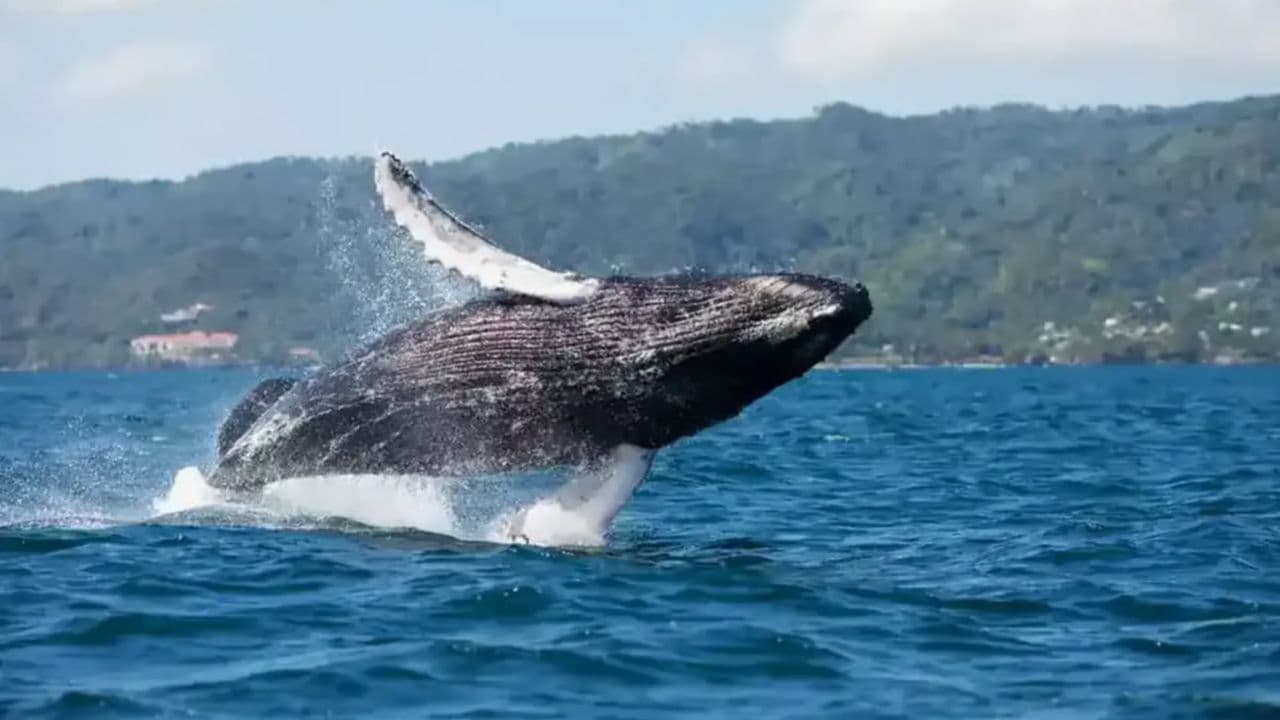 Whale Watching Tour in Samana - Photo 4 (Gallery view)