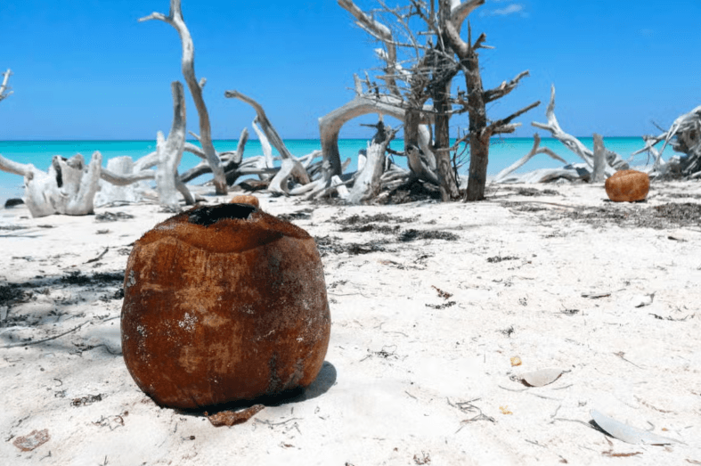 Trasferimento a Cayo Jutias - Photo 3 (Gallery view)