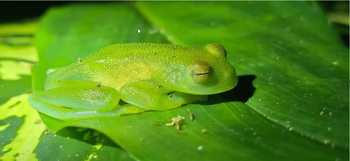 Monteverde: Night Walk with Guide and Flashlights - Photo 2 (Gallery view)