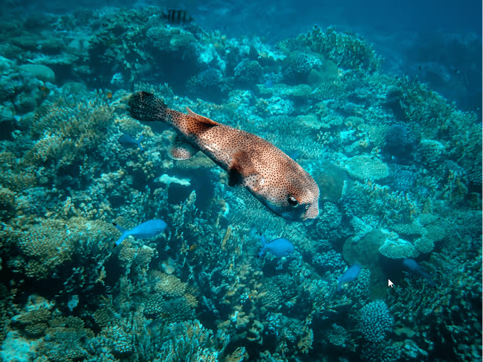 Snorkel en el Parque Nacional Cahuita: Explora el Arrecife - Photo 4 (Gallery view)