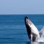 Samana: Guided Day Trip with Buffet Lunch and Whale Watching - Photo 2 (Gallery view)