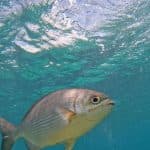 Punta Cana: Experience a Submarine Scooter with ScubaDoo - Dominican Republic