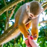 Da Bayahibe: safari di mezza giornata a Monkeyland - Photo 5 (Gallery view)