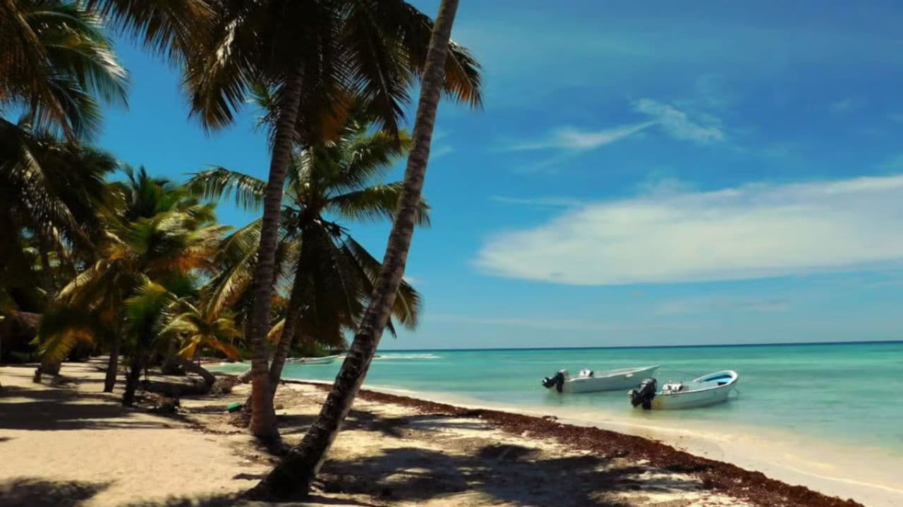 Saona Island From Punta Cana with transportation included - Photo 4 (Gallery view)