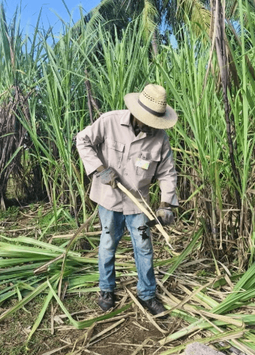 Tobacco, Rum and Sugar Tour - Dominican Republic