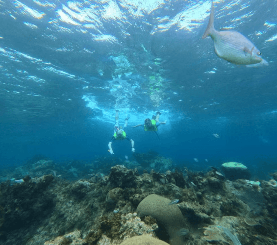 Snorkelling at Coral Beach + Saturn Cave - Photo 3 (Gallery view)