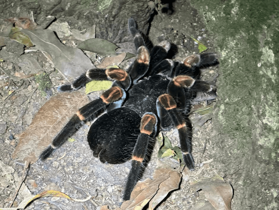 Monteverde: Night Walk with Guide and Flashlights - Dominican Republic