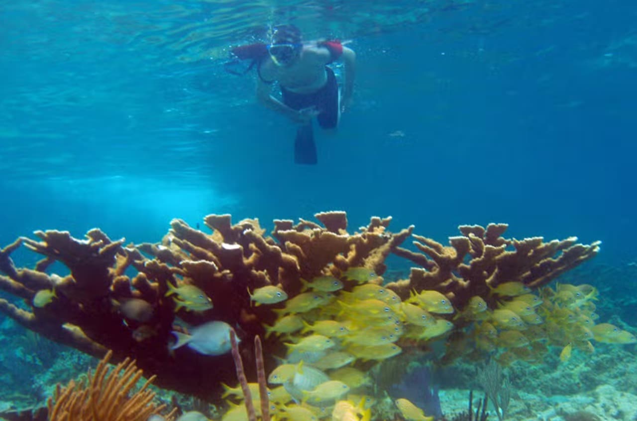 Snorkel in Santa Lucia Reef - Photo 2 (Gallery view)