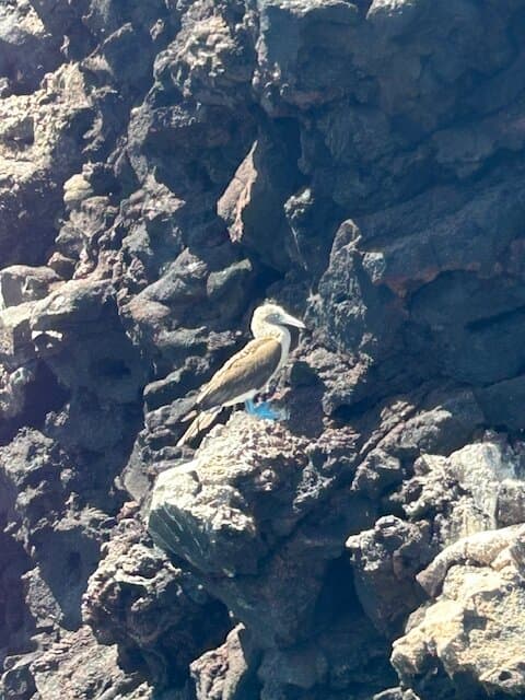 Day tour to Pinzón Island and La Fé/Palmitas Bay with snorkeling and fishing - Photo 4 (Gallery view)