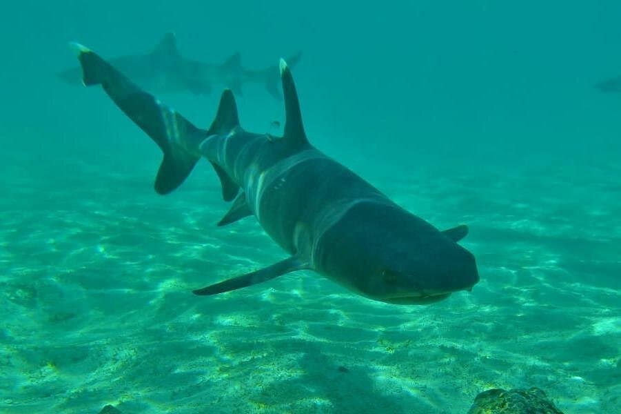 Day tour to Pinzón Island and La Fé/Palmitas Bay with snorkeling and fishing - Photo 2 (Gallery view)