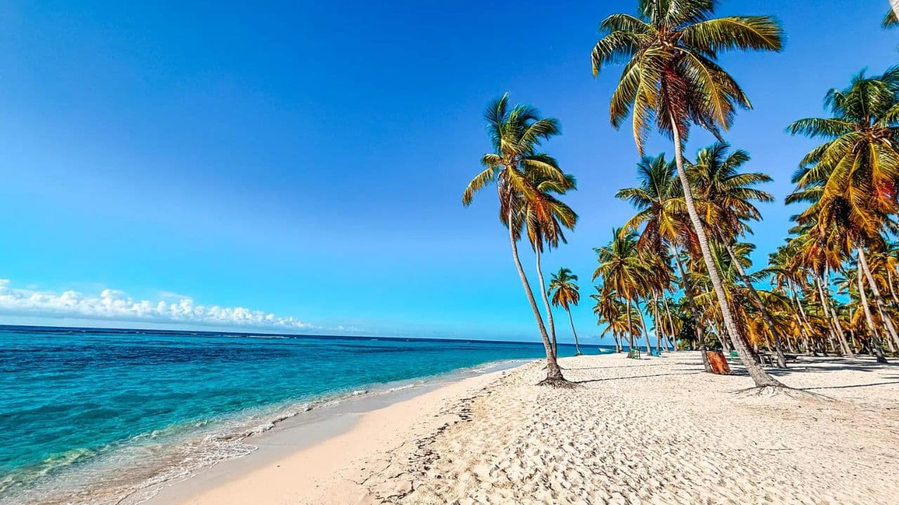 From La Romana: Saona Island for Costa Cruises Passengers - Photo 3 (Gallery view)