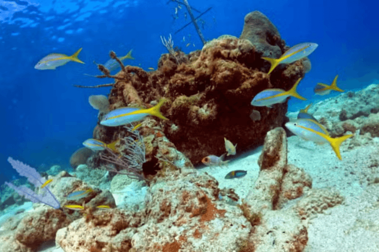 Playa Coral Scuba Diving - Photo 3 (Gallery view)