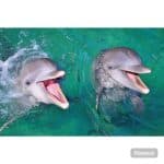 Punta Cana: Dolphin Explorer Swims and Encounters - Dominican Republic