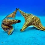 Experience Saona Island from Punta Cana - Photo 2 (Gallery view)