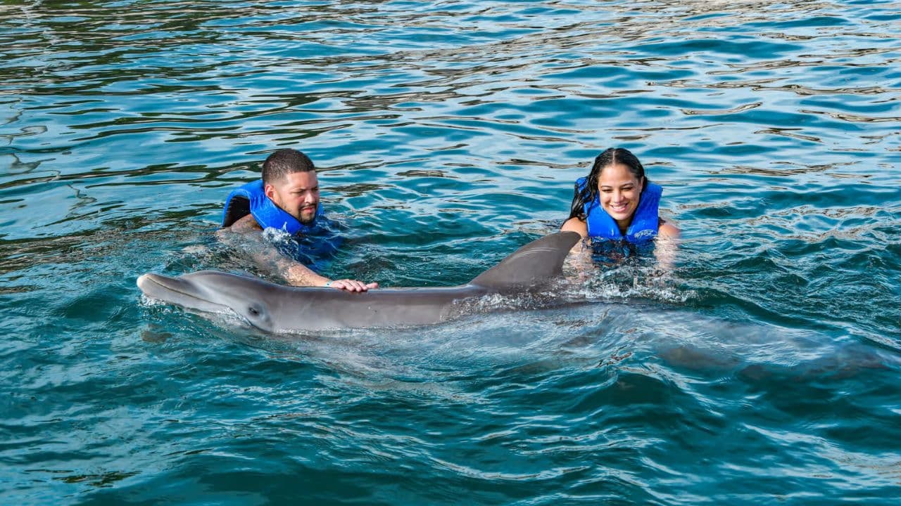VIP Swim with Dolphins at Ocean World Puerto Plata - Photo 3 (Gallery view)