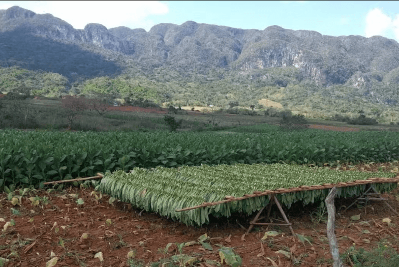 Viñales Tobacco Tour - Dominican Republic