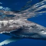 Observation des baleines + Liberté à Cayo Levantado - Photo 3 (Gallery view)