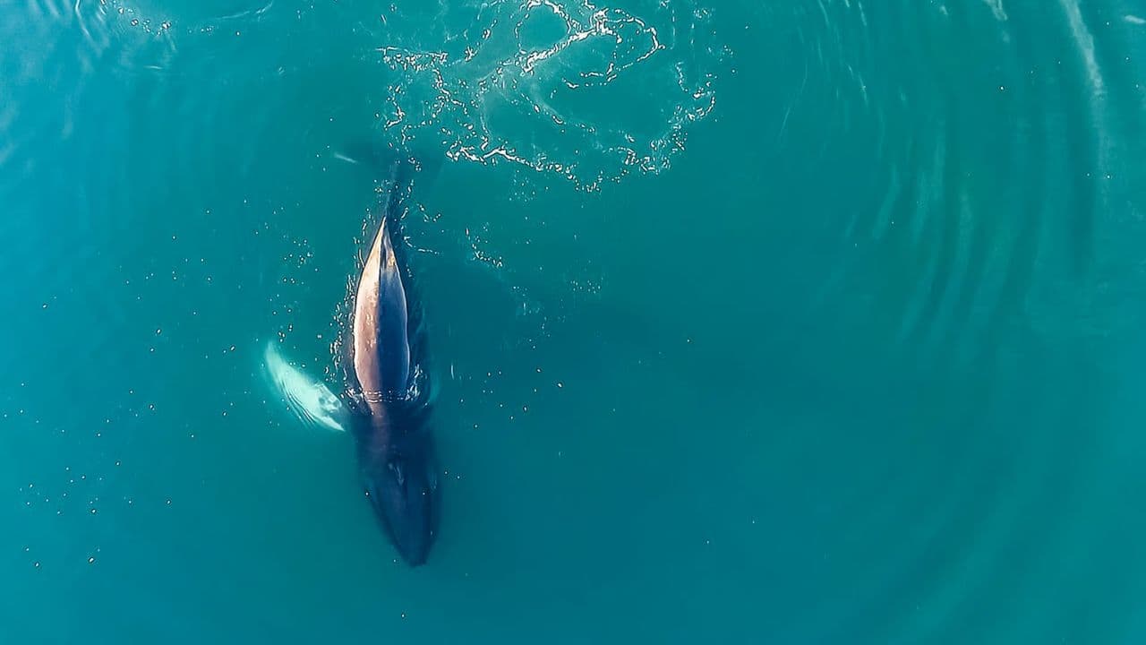 Samaná Whale Watching & Cayo Levantado (Bacardi Island) From Cap Cana - Photo 2 (Gallery view)