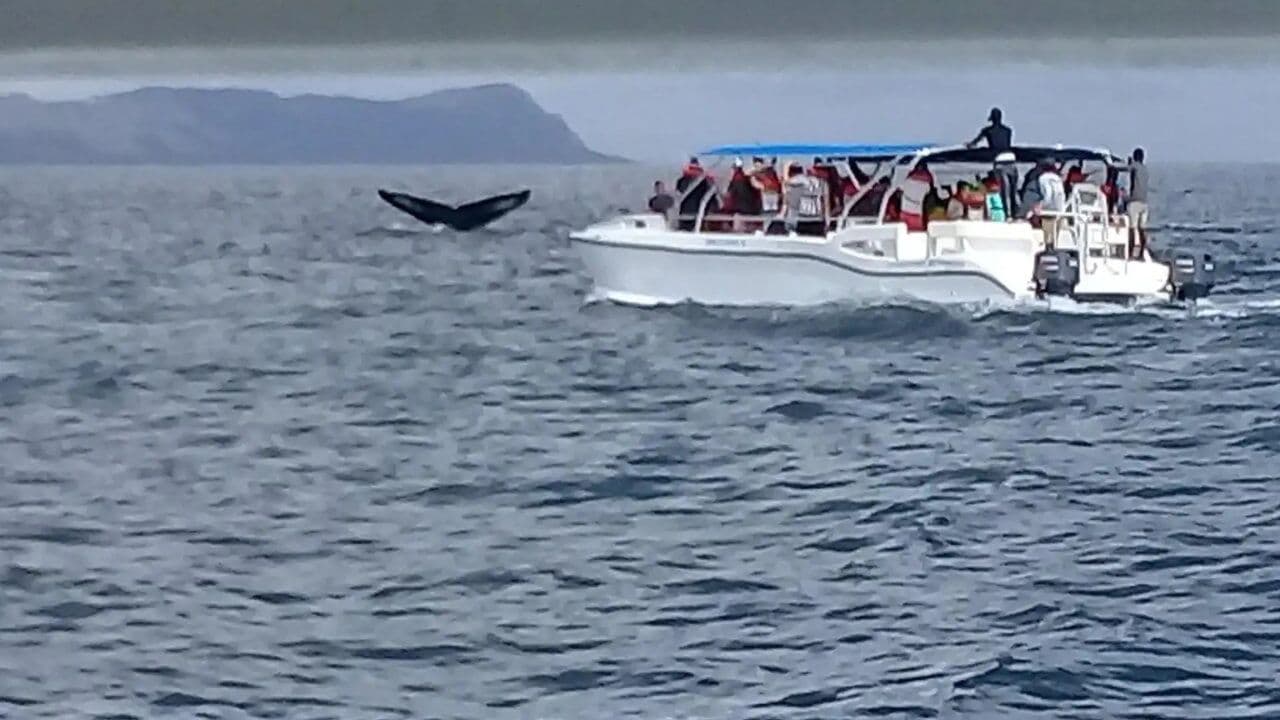 Samana: City Tour + Whale Watching + Cayo Levantado - Photo 3 (Gallery view)