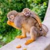 Da Bayahibe: safari di mezza giornata a Monkeyland - Photo 4 (Gallery view)