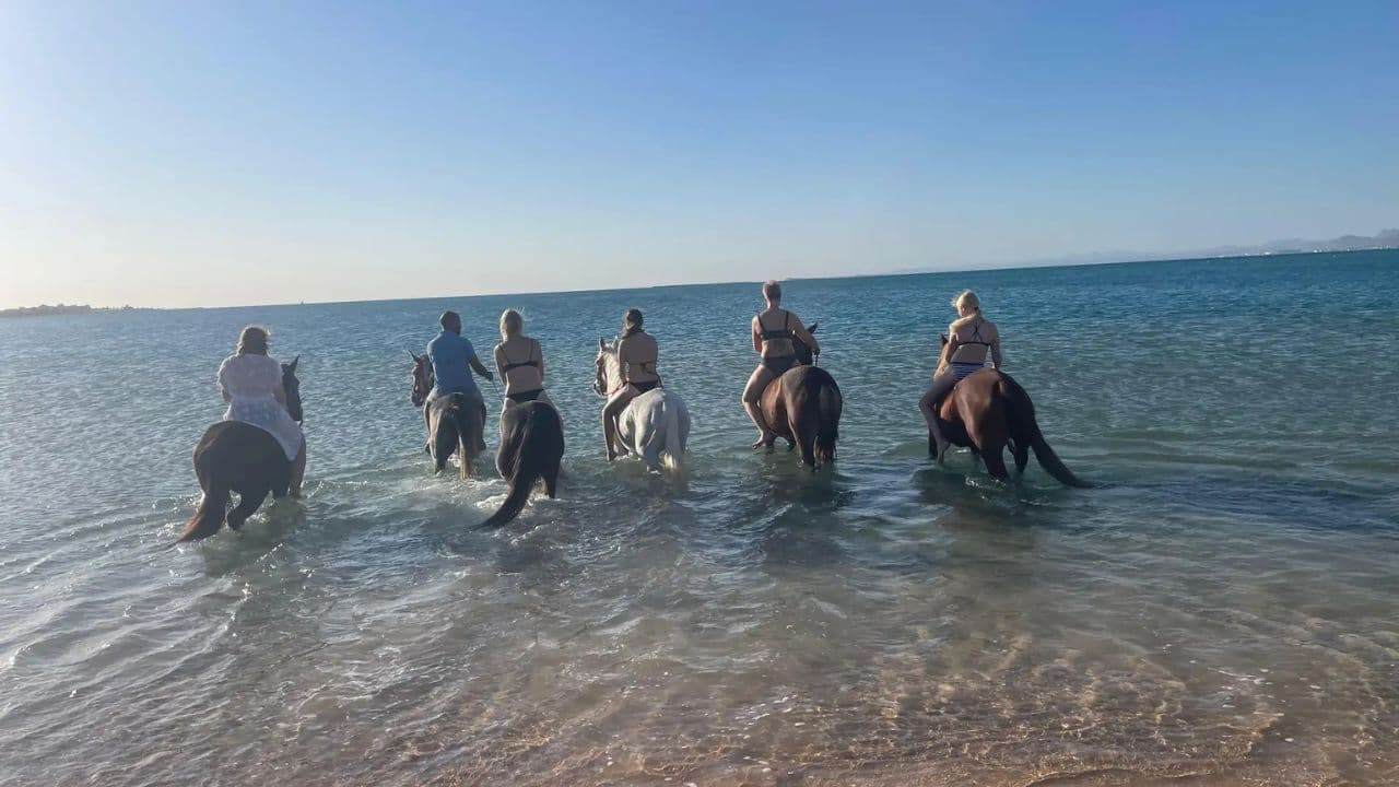 2hour horseback riding adventure on the beach jungle & river - Photo 5 (Gallery view)