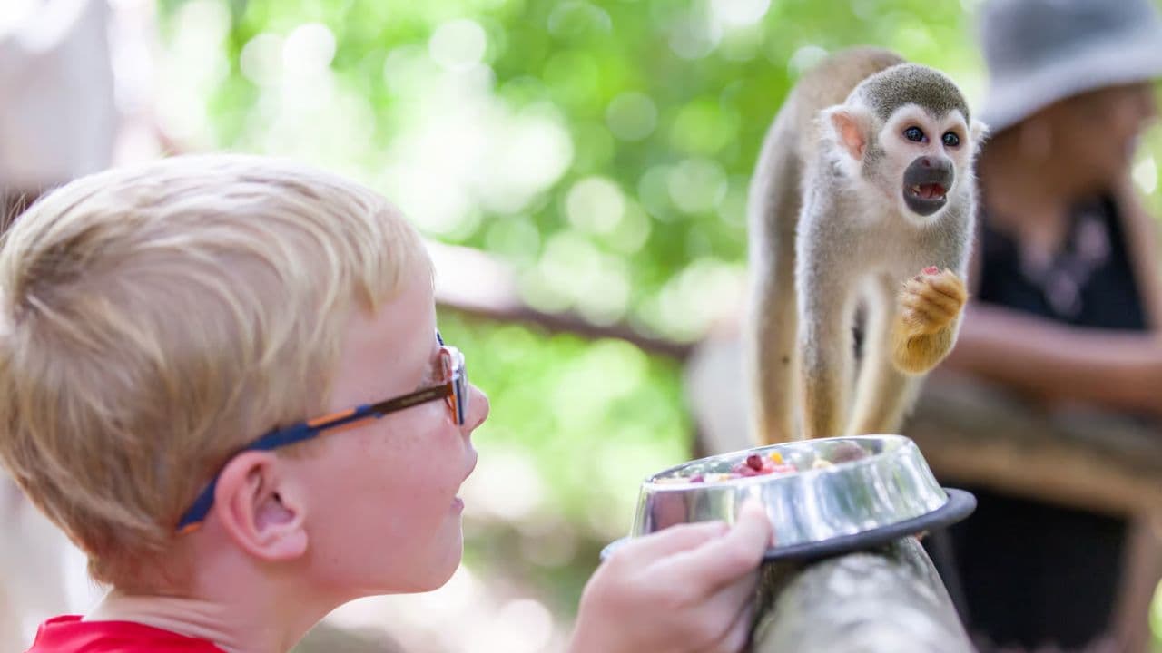 Puerto Plata: Monkeyland and Zip-Line Adventure - Photo 4 (Gallery view)