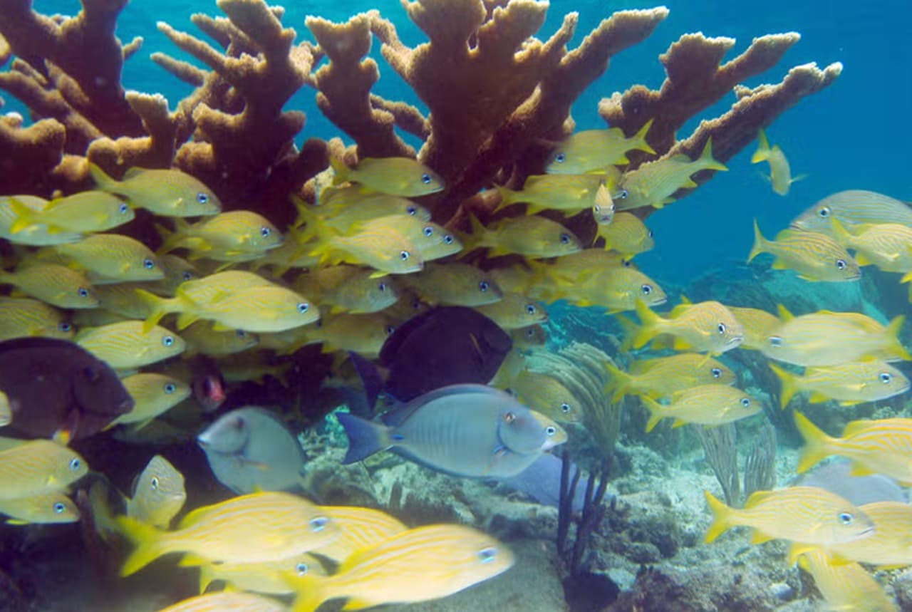 Snorkel in Santa Lucia Reef - Photo 3 (Gallery view)