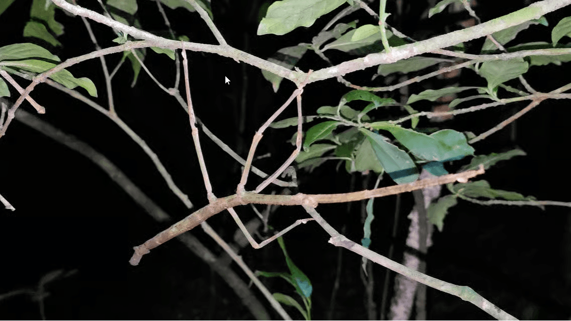 Monteverde: Night Walk with Guide and Flashlights - Photo 3 (Gallery view)