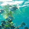 Excursion de plongée en apnée et journée à la plage de Sosua - Photo 2 (Gallery view)