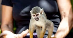 Punta Cana: Monkeyland Half-Day Tour with Snacks and Guide - Photo 2 (Gallery view)