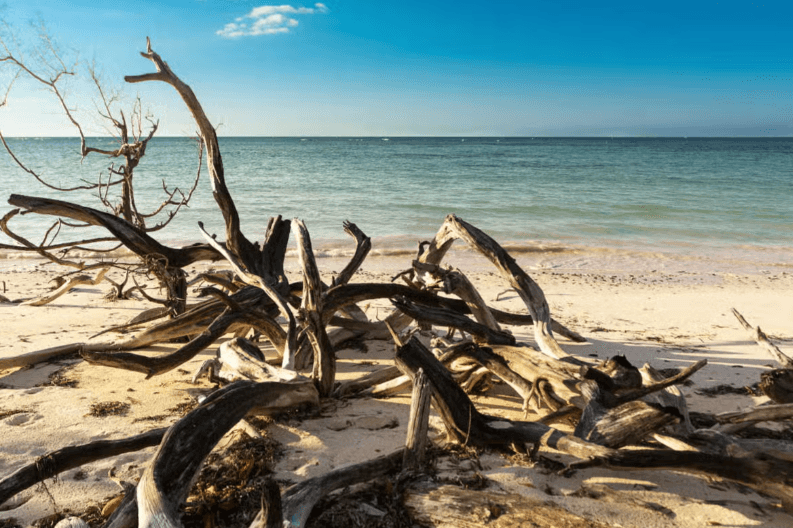 Trasferimento a Cayo Jutias - Photo 4 (Gallery view)