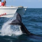 Samana: Bay of Samana Whale Watching Experience - Photo 5 (Gallery view)