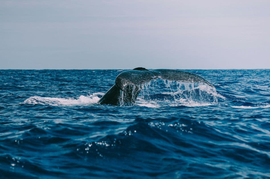 Humpback Whale Watching Experience in Samaná Bay – Half Day Tour From Miches Private - Photo 3 (Gallery view)